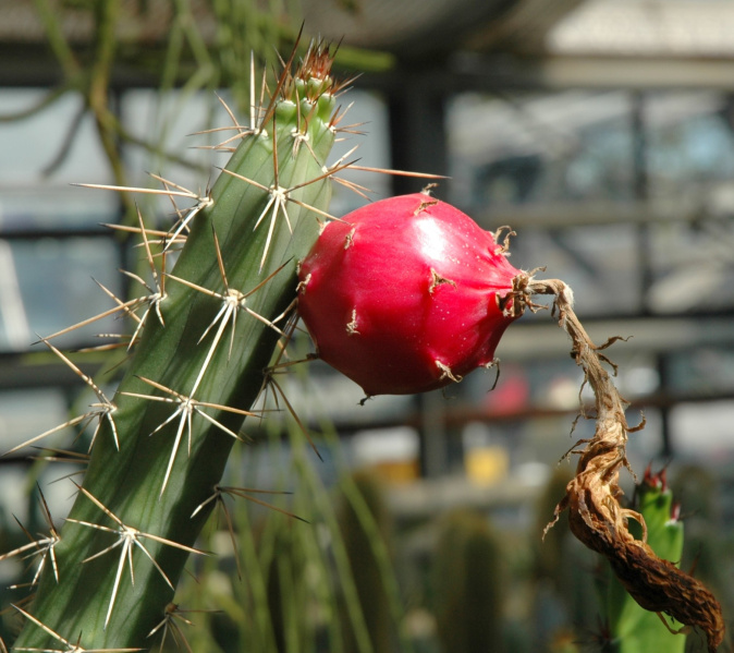 Файл:Harrisia guellichii 1.jpg