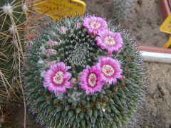 Mammillaria bachmannii.jpg