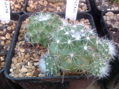 Mammillaria beneckei 128.jpg