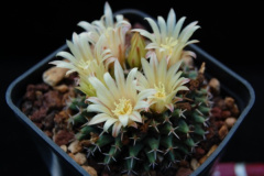 Mammillaria peninsularis 168.jpg
