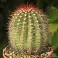 Melocactus broadwayi