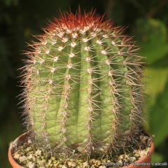 Melocactus broadwayi 16974.jpg