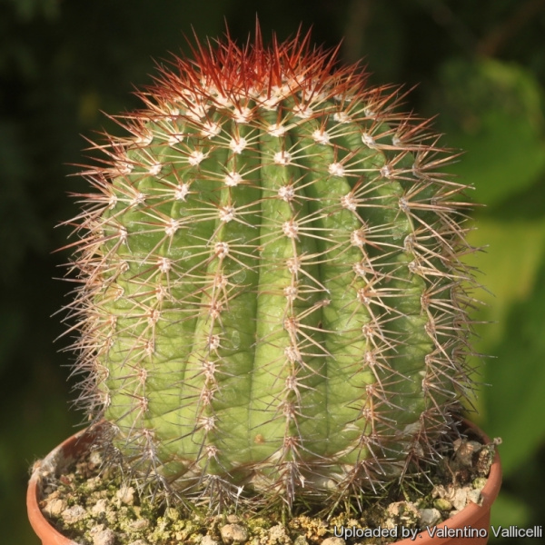 Файл:Melocactus broadwayi 16974.jpg