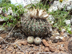Parodia allosiphon.JPG