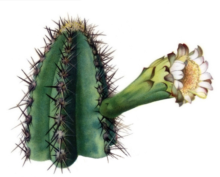 Файл:Pilosocereus arrabidae - The Cactaceae2.jpg