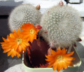Rebutia fiebrigii