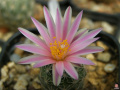 Turbinicarpus pseudomacrochele ssp. pseudomacrochele