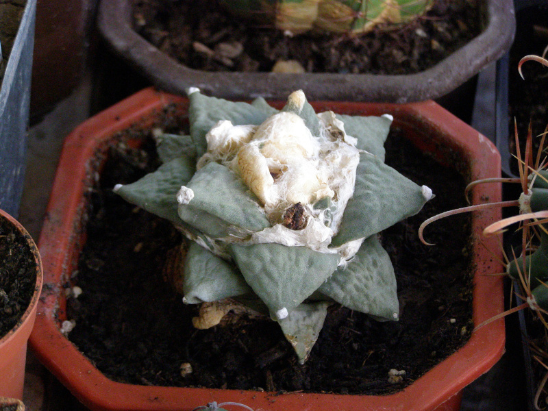 Файл:Ariocarpus retusus form B.JPG