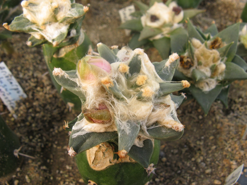 Файл:Ariocarpus retusus var. scapharostroides.jpg