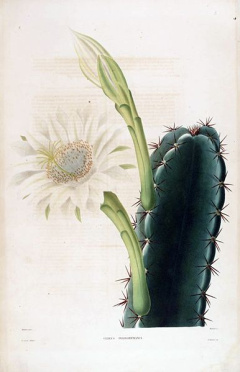 Cereus hexagonus.jpg