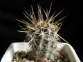 Copiapoa megarhiza ssp. echinata 8.jpg