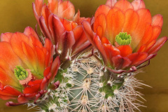 Echinocereus acifer ssp. acifer.JPG