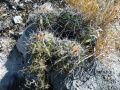 Ferocactus flavovirens 2.jpg