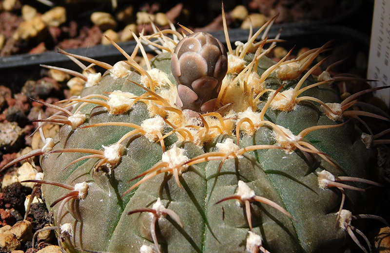 Файл:Gymnocalycium bodenbenderianum RP 272.jpg