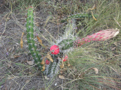 Harrisia tortuosa AU.jpg