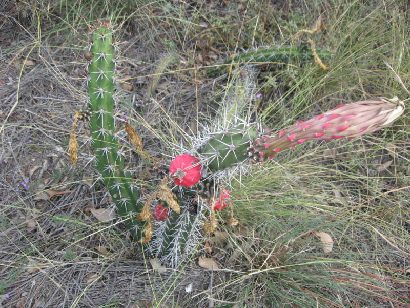 Файл:Harrisia tortuosa AU.jpg