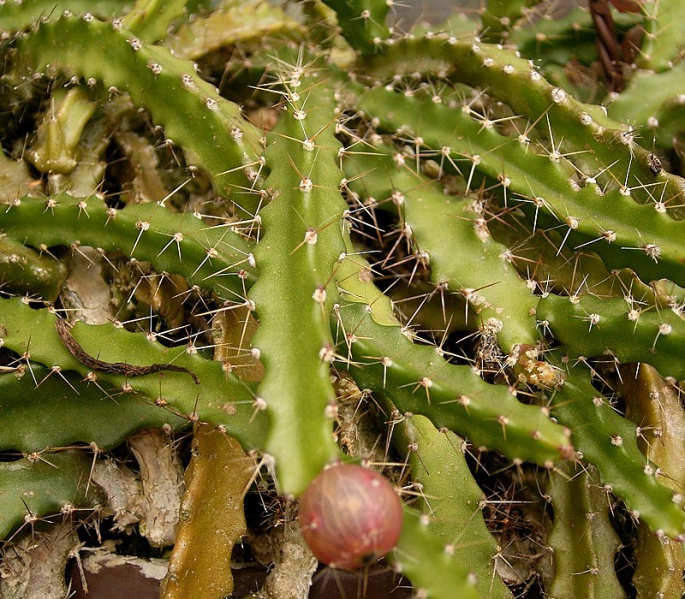 Файл:Lepismium ianthothele 1 ies.jpg