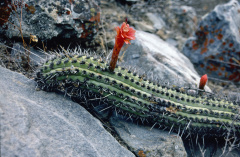 Loxanthocereus pachycladus.jpg
