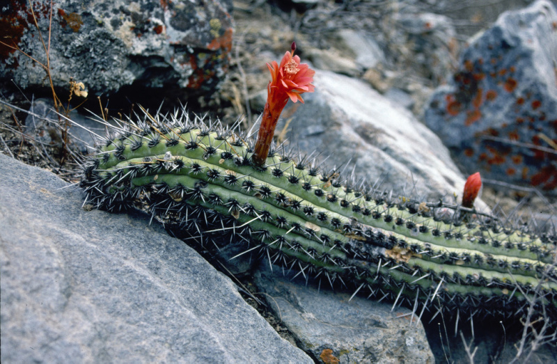 Файл:Loxanthocereus pachycladus.jpg