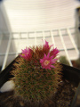 Mammillaria backebergiana 0.jpg