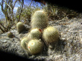 Mammillaria dixanthocentron 5.jpg