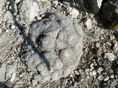 Mammillaria formosa ssp. microthele 1h.jpg