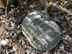 Mammillaria perbella o1.jpg