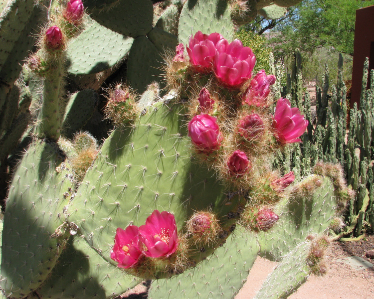 Файл:Opuntia pilifera 4.jpg
