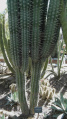 Pachycereus weberi