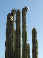 Pachycereus weberi