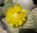 Parodia microsperma ssp. microsperma 1.jpg