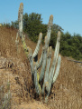 Pilosocereus pachycladus ssp. pachycladus