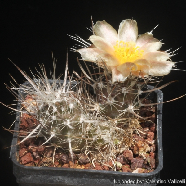 Файл:Pterocactus australis 15975.jpg