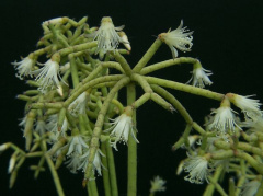 Rhipsalis cereuscula - wikipedia.jpg