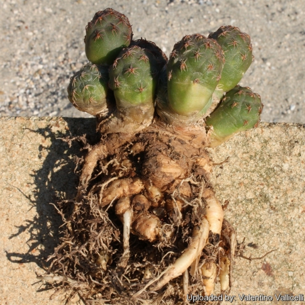 Файл:Tephrocactus bonnieae 5090.jpg