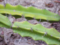 Acanthocereus tetragonus 9.jpg