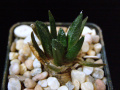 Ariocarpus bravoanus ssp. bravoanus 3.JPG