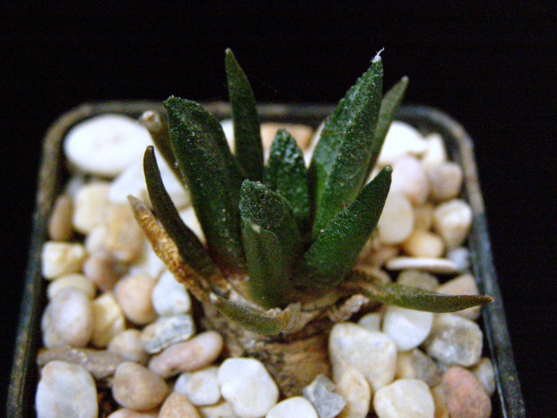 Файл:Ariocarpus bravoanus ssp. bravoanus 3.JPG