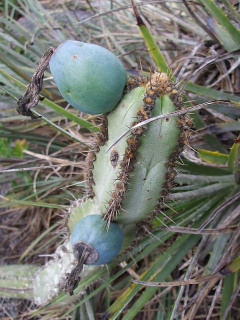 Cipocereus crassisepalus 80.JPG
