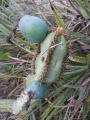 Cipocereus crassisepalus