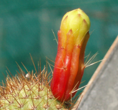 Cipocereus minensis Ritter.jpg