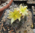 Copiapoa montana 2.jpg