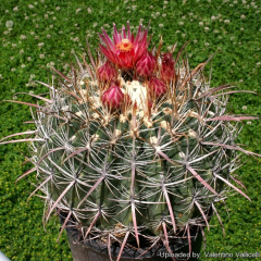 Ferocactus gracilis subs. gatesii 133.jpg