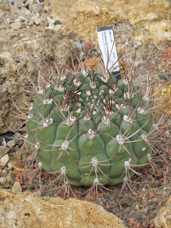 Gymnocalycium pflanzii ssp. zegarrae 3.jpg