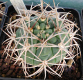 Gymnocalycium mazanense ferox