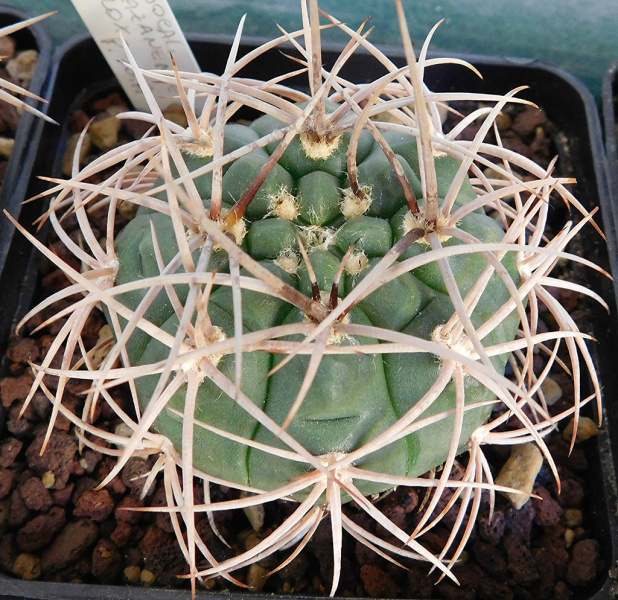 Файл:Gymnocalycium rhodantherum 3.jpg