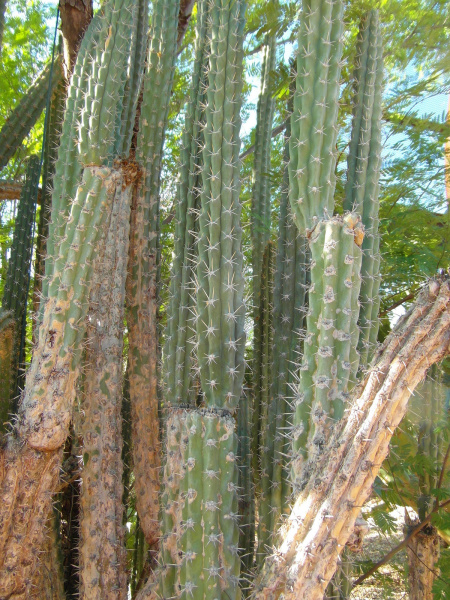 Файл:Harrisia tetracantha 3.jpg