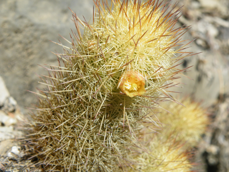 Файл:Mammillaria elongata ssp. echinaria o.jpg