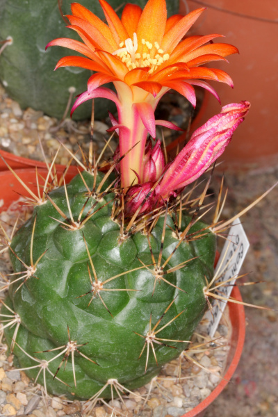 Файл:Matucana oreodoxa 4.jpg