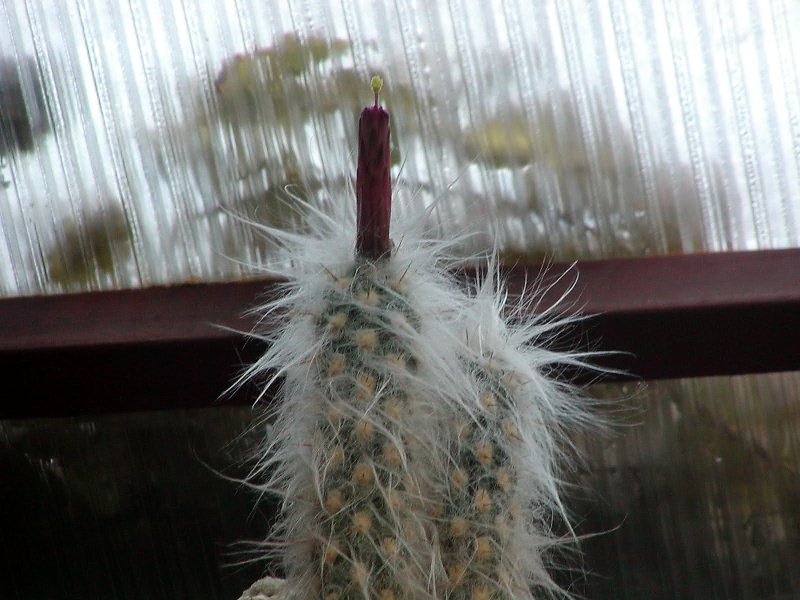 Файл:Oreocereus leucotrichus 1.jpg